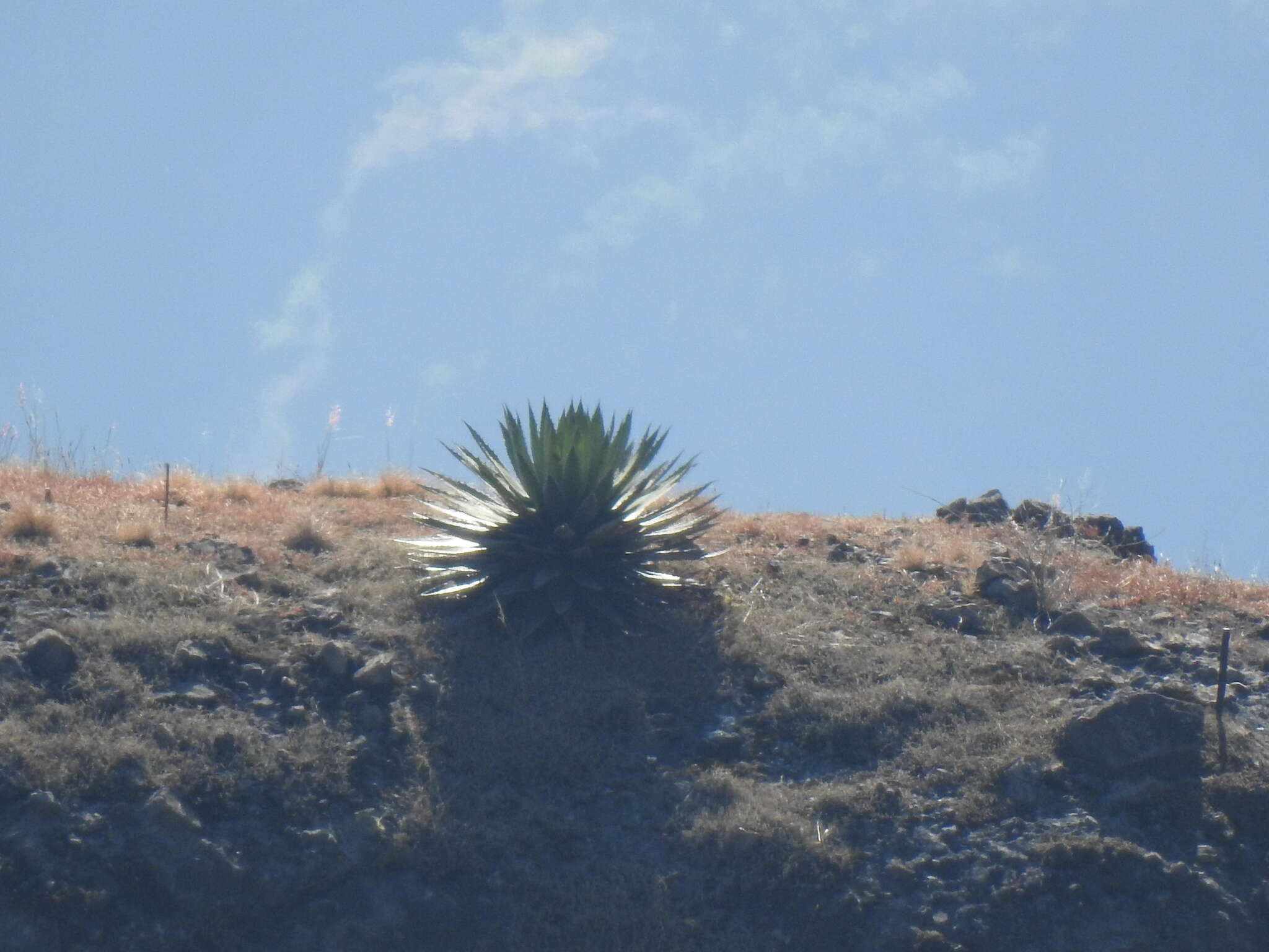 Image of Agave horrida Lem. ex Jacobi