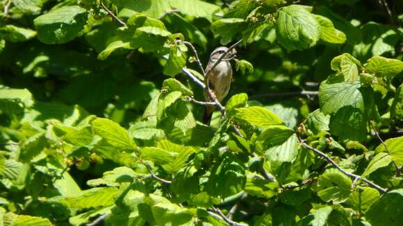 Image of European Rock Bunting