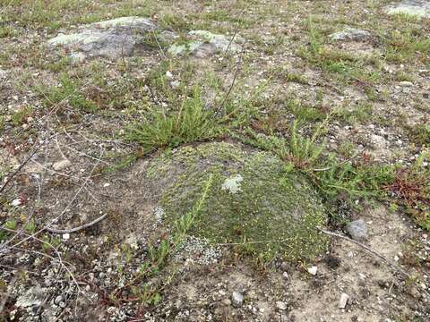 Imagem de Myosotis uniflora Hook. fil.