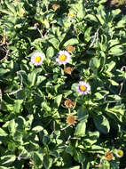 Image of seaside fleabane