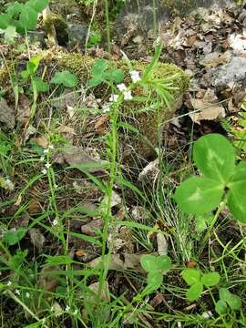 Image of Thesium alpinum L.