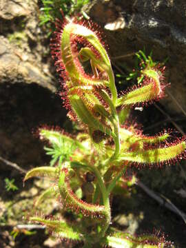 Image of Drosera cistiflora L.