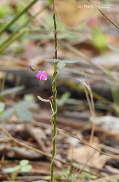 Image of Glycine cyrtoloba Tindale