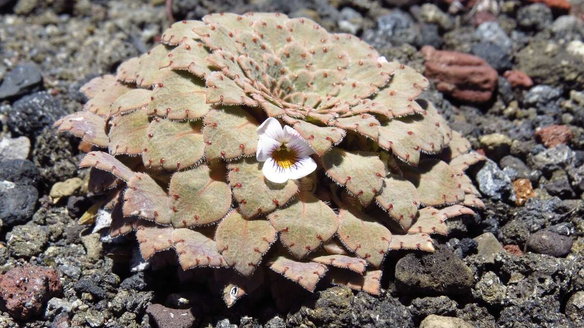 Image of Viola farkasiana