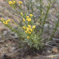 Image of Chrysocephalum semipapposum (Labill.) Steetz