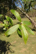 Image of Terminalia australis Cambess.