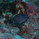 Image of Oval chromis