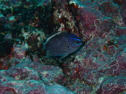 Image of Oval chromis