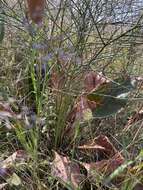 Imagem de Limonium gerberi A. Soldano