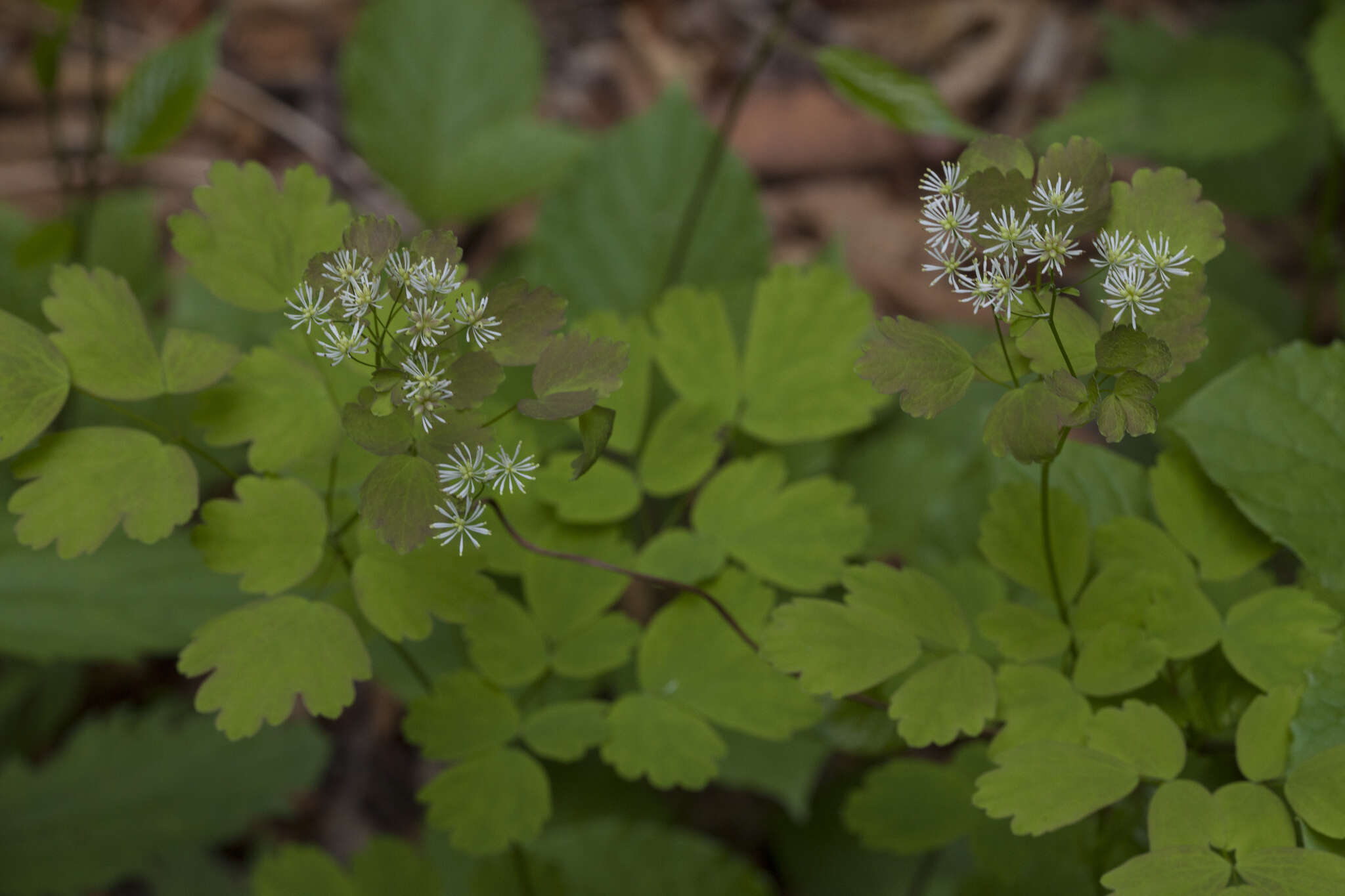 Слика од Thalictrum baicalense Turcz. ex Ledeb.