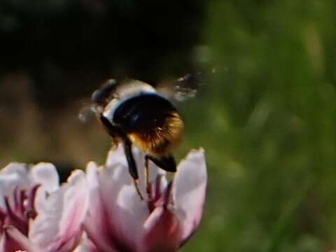 Imagem de Eristalis oestracea (Linnaeus 1758)