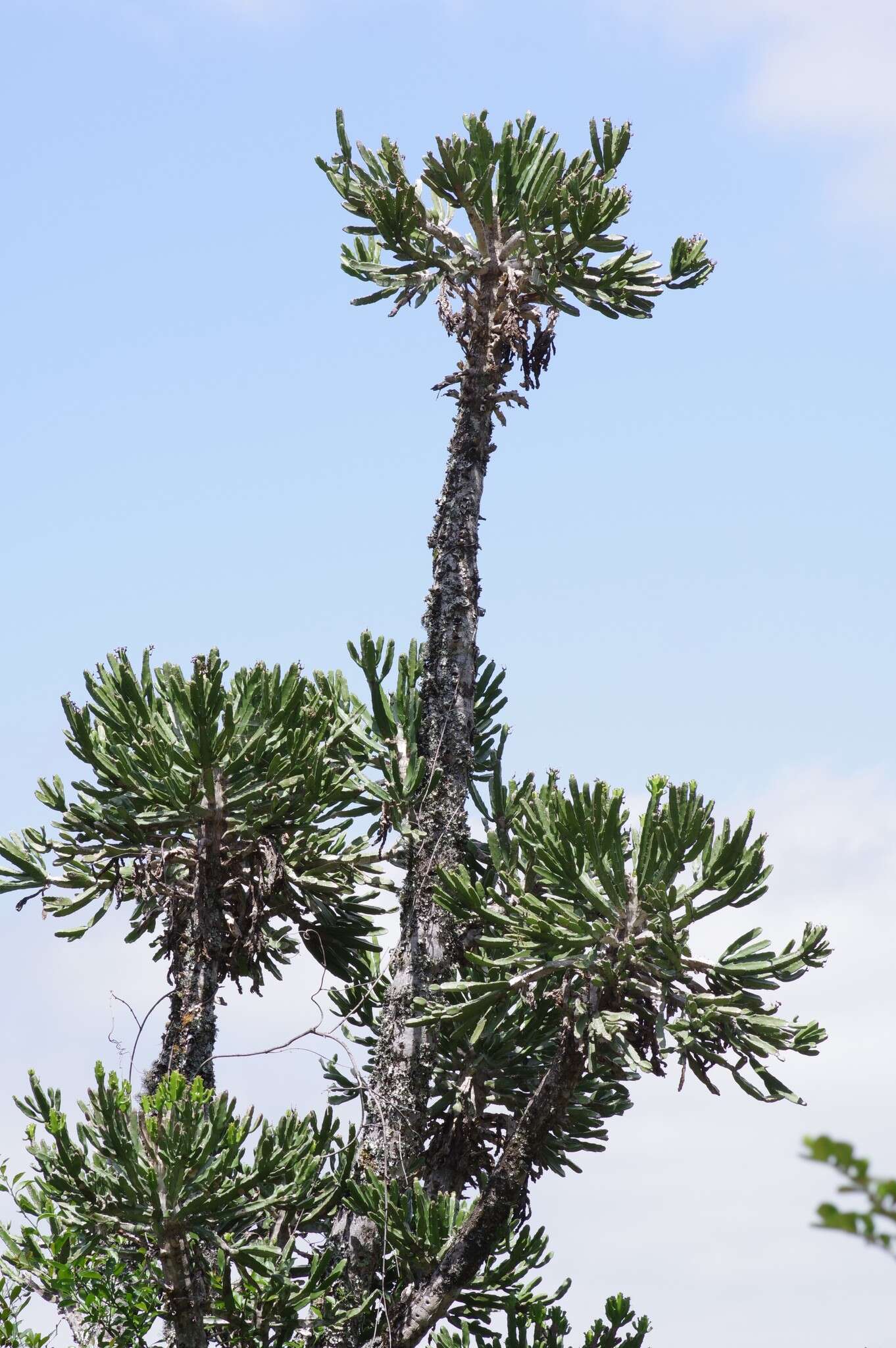 Imagem de Euphorbia grandidens Haw.