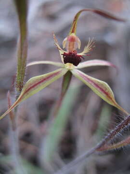 Image of Judy's spider orchid