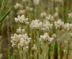 Imagem de Antennaria rosea subsp. confinis (Greene) R. J. Bayer