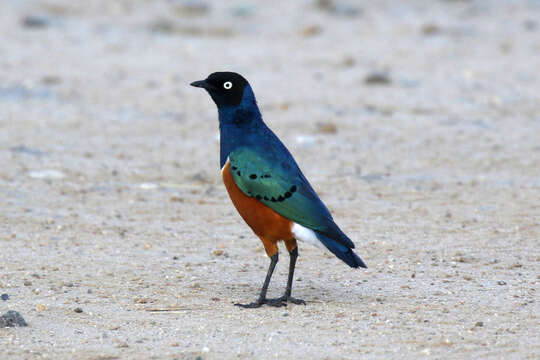 Image of Superb Starling