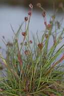 Imagem de Juncus bulbosus L.