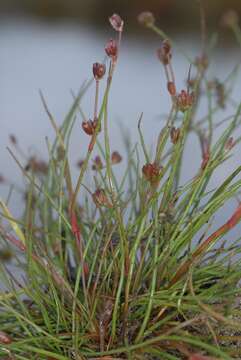 Juncus bulbosus L. resmi