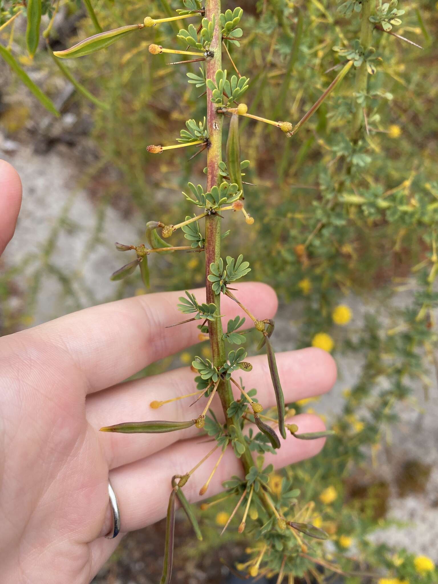 Acacia pulchella R. Br. resmi