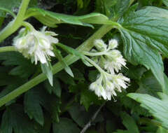 Image of Fendler's Waterleaf