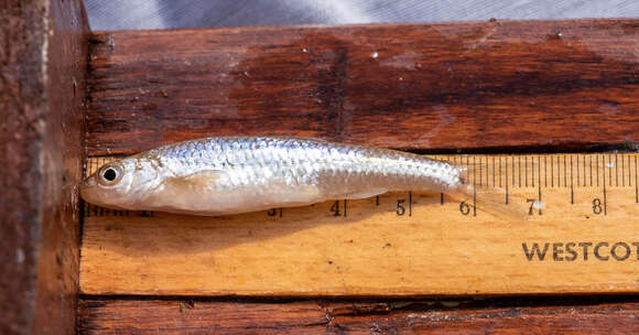 Image of Sand Shiner