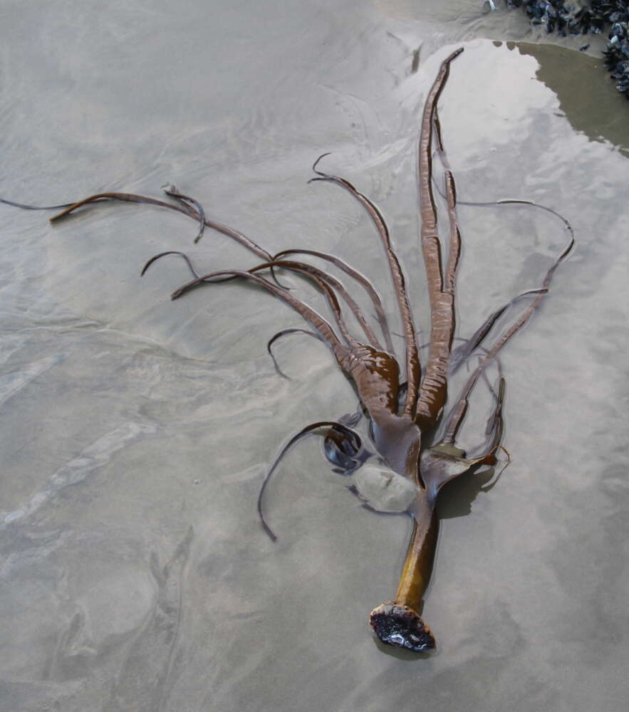 Image of New Zealand bull kelp