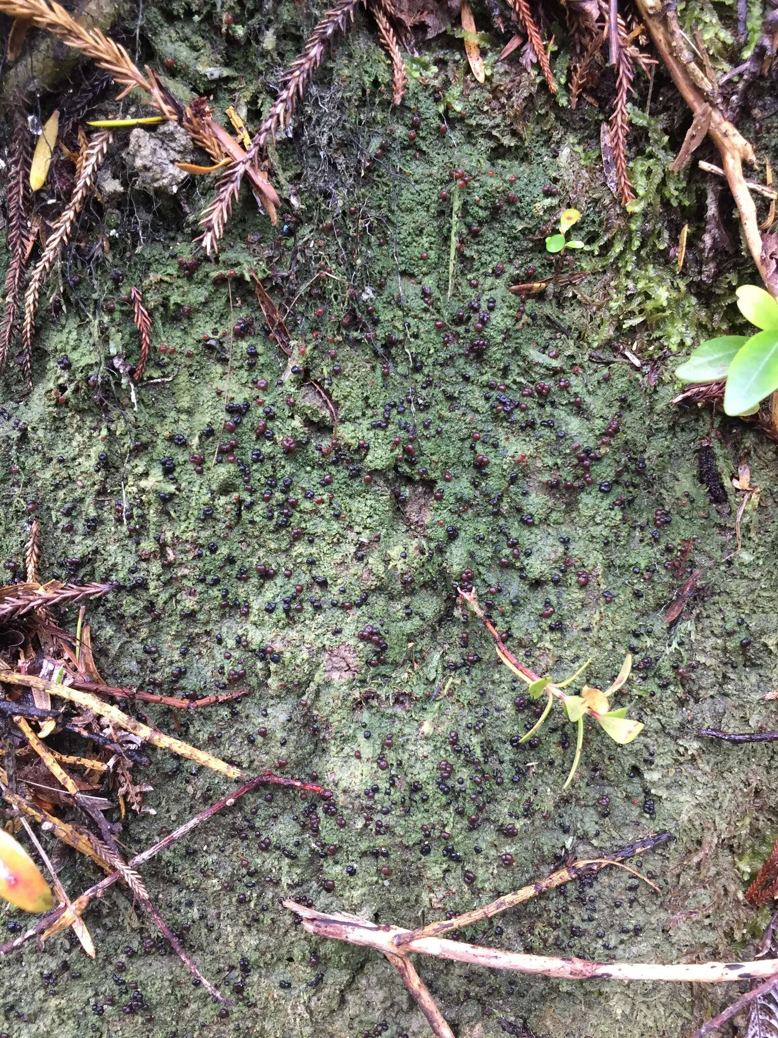 Image of dot lichen