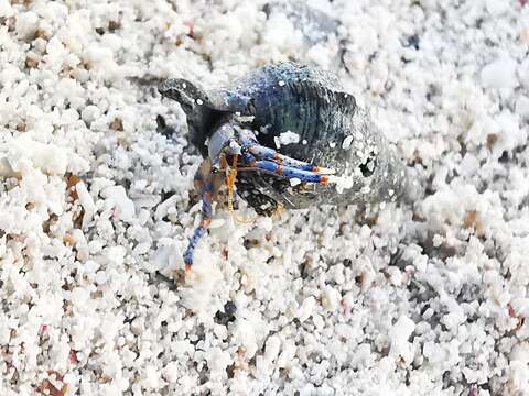 Слика од Clibanarius tricolor (Gibbes 1850)