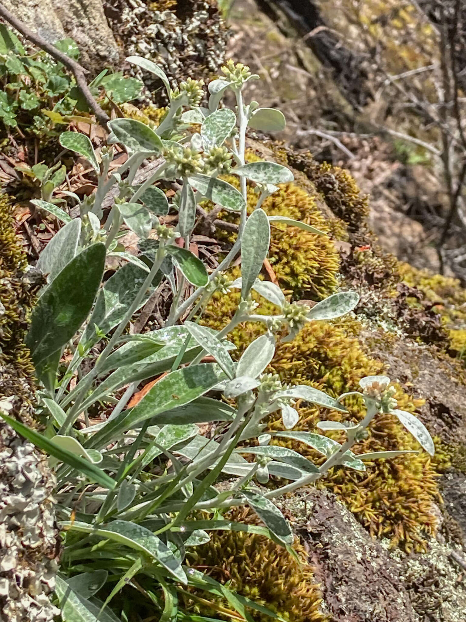 Image of Euchiton umbricola (Willis) A. A. Anderberg