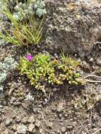 صورة Delosperma basuticum L. Bol.