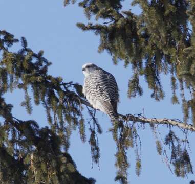 Image of Gyr Falcon