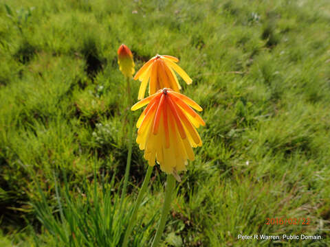 Image de Kniphofia porphyrantha Baker