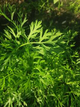 Imagem de Daucus carota subsp. sativus (Hoffm.) Schübl. & Martens