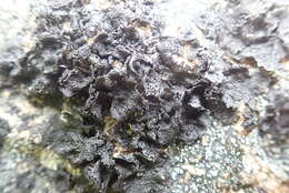 Image of navel lichen