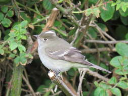 Image of White-crested Elaenia