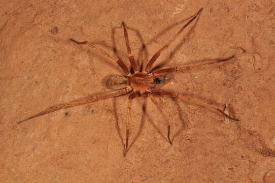 صورة Isoctenus coxalis (F. O. Pickard-Cambridge 1902)