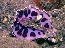 Hoplodoris rosans Donohoo & Gosliner 2020 resmi