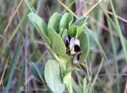 Image of Vicia johannis Tamamsch.