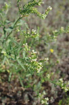 Imagem de Anchusa ochroleuca M. Bieb.