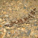 Image of Rough-throated Leaf-tail Gecko