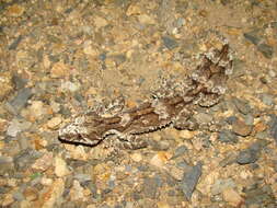 Image of Rough-throated Leaf-tail Gecko