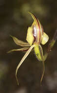 Image of Thick-lip spider orchid