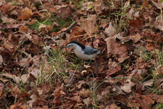 Imagem de Sitta carolinensis carolinensis Latham 1790