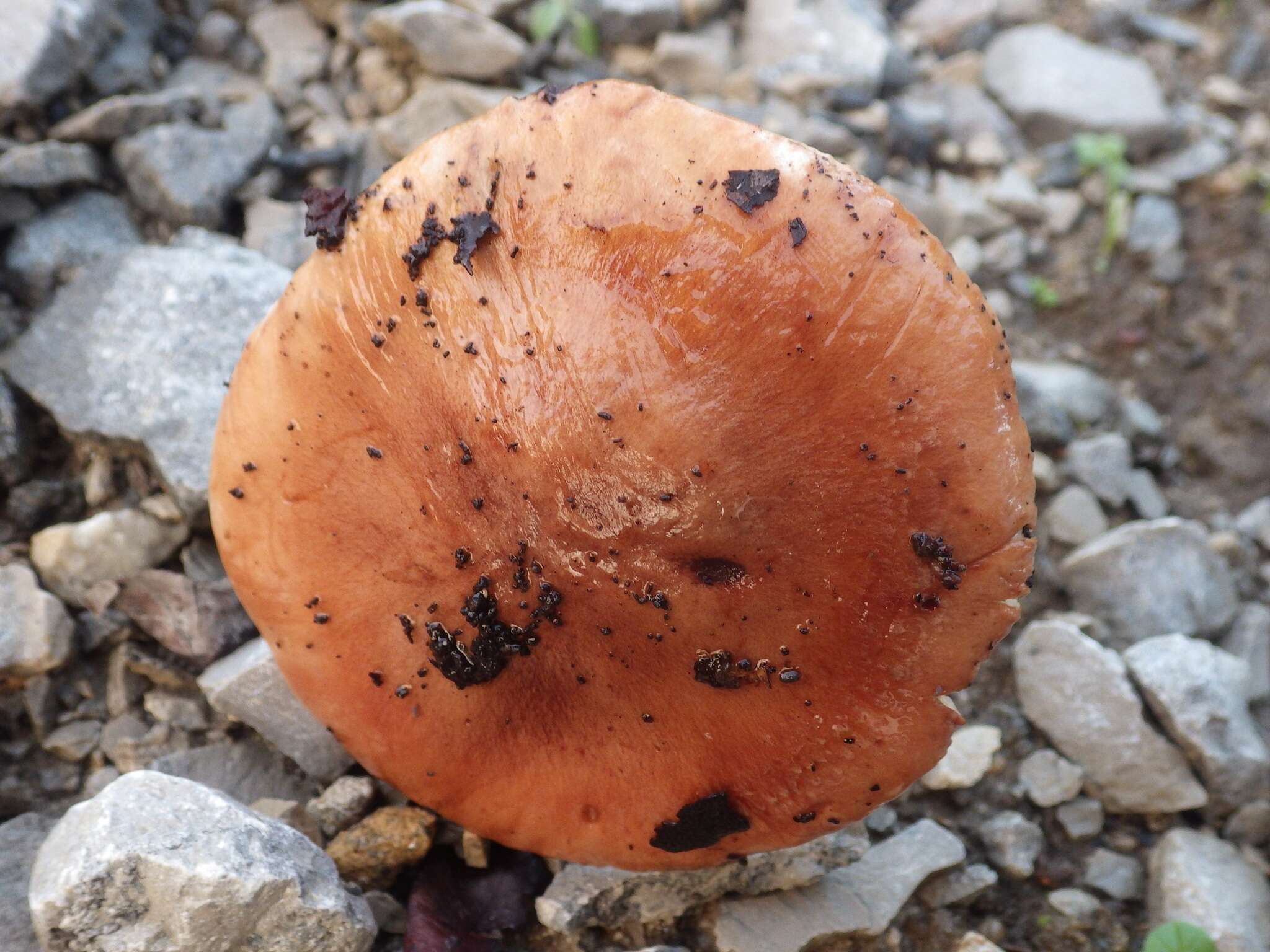 Imagem de Tricholoma stans (Fr.) Sacc. 1887