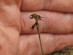 Image of Sharp midge-orchid