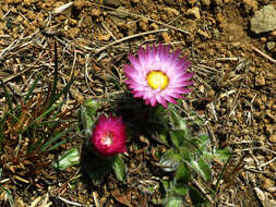 Image de Helichrysum ecklonis Sond.