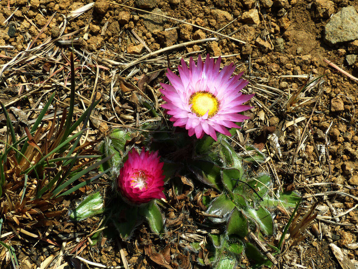 Image of Helichrysum ecklonis Sond.