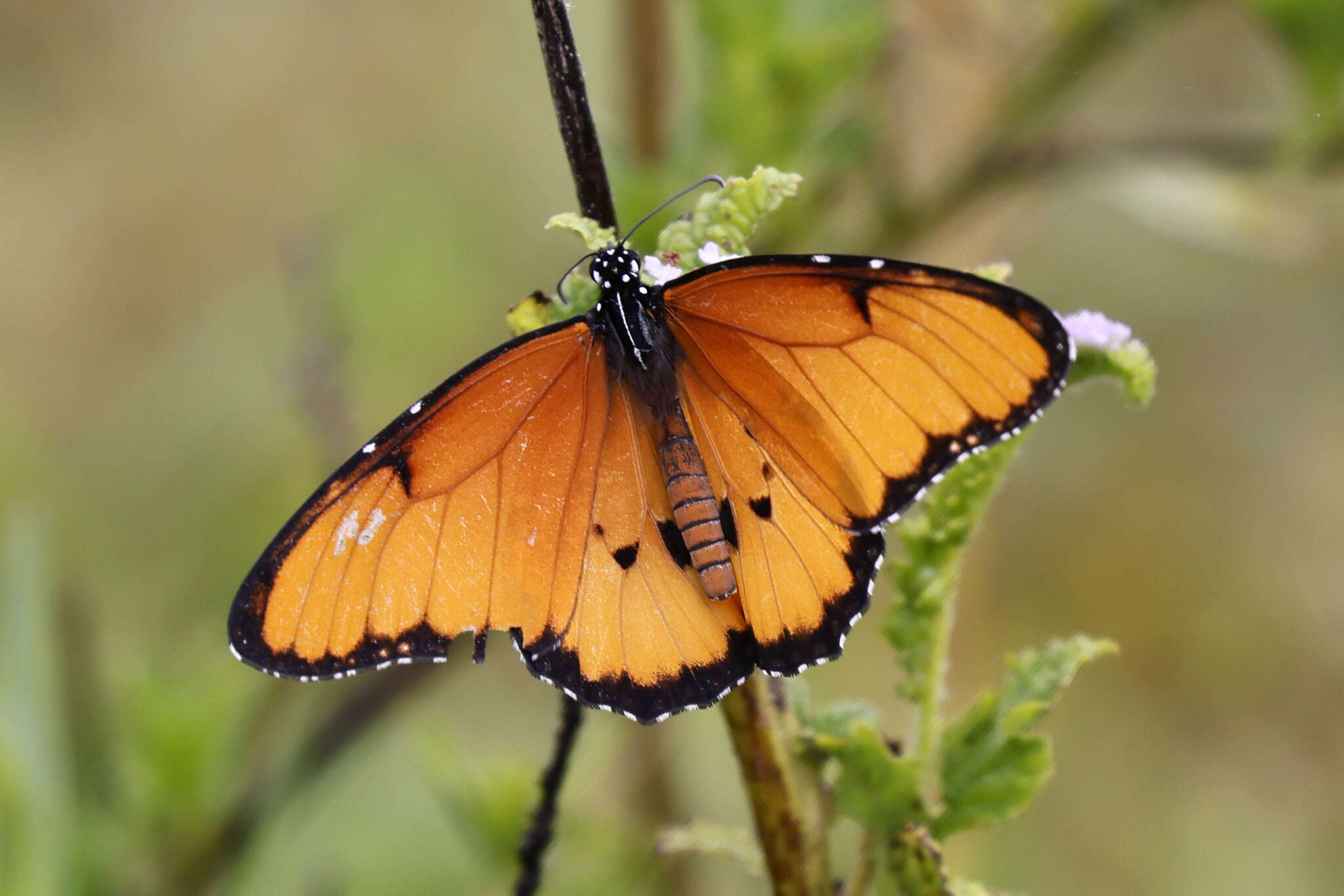 Image of Danaus (Anosia) chrysippus subsp. dorippus Klug 1845