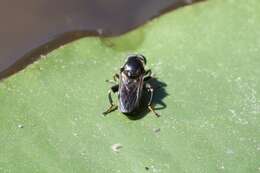 Imagem de Tropidia calcarata Williston 1887