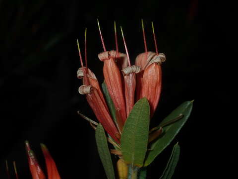 Image of Lambertia multiflora Lindl.