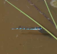 Image of Austrolestes annulosus (Selys 1862)